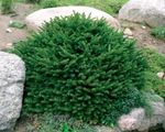 green Ornamental Plants Birdsnest spruce, Norway Spruce, Picea abies Photo