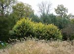 dzeltens Dekoratīvie Augi Privet, Zelta Privet, Ligustrum Foto