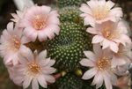 Choróin Cactus