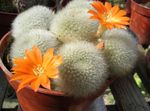 arancione Le piante domestiche Corona Cactus, Rebutia foto