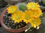žltá Vnútorné Rastliny Koruna Kaktus, Rebutia fotografie