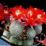 červená Pokojové Rostliny Koruna Kaktus, Rebutia fotografie