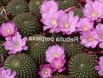 Foto Krone Kaktus  beskrivelse