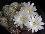 white Indoor Plants Crown Cactus, Rebutia Photo