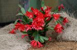 vermelho Plantas de Interior Easter Cactus, Rhipsalidopsis foto