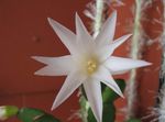 biely Vnútorné Rastliny Veľkonočné Kaktus, Rhipsalidopsis fotografie