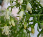 bílá Pokojové Rostliny Rhipsalis lesní kaktus fotografie