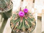ružičasta Sobne biljke Ferocactus pustinjski kaktus Foto