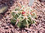 червен Интериорни растения Ferocactus пустинен кактус снимка