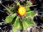 kollane Toataimed Ferocactus kõrbes kaktus Foto