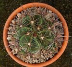 gulur inni plöntur Ferocactus eyðimörk kaktus mynd