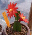 červená Pokojové Rostliny Opilci Sen lesní kaktus, Hatiora fotografie