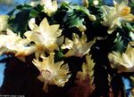 geel Kamerplanten Kerst Cactus, Schlumbergera foto