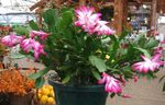 розе Затворени Погони Цхристмас Цацтус шумски кактус, Schlumbergera фотографија