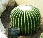 hvit Innendørs Planter Ørn Klore ørken kaktus, Echinocactus Bilde