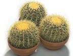 branco Plantas de Interior Eagles Claw cacto do deserto, Echinocactus foto