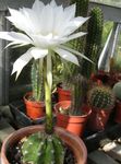 белы Пакаёвыя Расліны Эхинопсисы пустынны кактус, Echinopsis фота