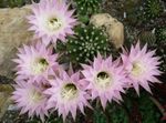 pink Indoor Plants Thistle Globe, Torch Cactus, Echinopsis Photo