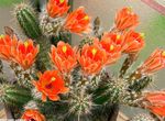 appelsin Indendørs Planter Pindsvin Kaktus, Blonder Kaktus, Regnbue Kaktus, Echinocereus Foto