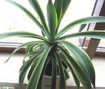 biely Vnútorné Rastliny American Storočia Závod, Pita, Špicatý Aloe sukulenty, Agave fotografie