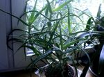 kırmızı Kapalı bitkiler Aloe etli fotoğraf