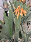 rot Topfpflanzen Aloe sukkulenten Foto