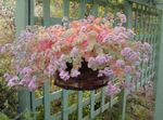 рожевий Кімнатні Рослини Очиток суккулент, Sedum Фото