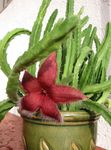 fotografija Črna Rastlina, Zvezde Cvet, Morska Zvezda Cactus Sukulenti opis