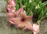 სურათი ლეში ქარხანა, Starfish ყვავილების, Starfish Cactus წვნიანი აღწერა