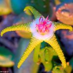 amarillo Planta De Carroña, Flor Estrellas De Mar, Estrellas De Mar De Cactus suculentas, Stapelia Foto
