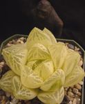 branco Clipped Window Plant, Haworthia suculento foto