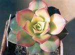 weiß Samt Rose, Untertasse Pflanze, Aeonium sukkulenten Foto