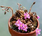 ვარდისფერი შიდა მცენარეები Anacampseros წვნიანი სურათი