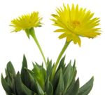 žlutý Pokojové Rostliny Bergeranthus Schwant sukulenty fotografie
