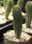 pink Indendørs Planter Hoodia ørken kaktus Foto