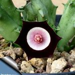 koyu kırmızı Kapalı bitkiler Huernia etli fotoğraf