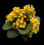 žlutý Pokojové Rostliny Kalanchoe sukulenty fotografie