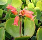 κόκκινος Εσωτερικά φυτά Αυτί Του Χοίρου παχύφυτα, Cotyledon φωτογραφία