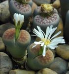 белый Комнатные Растения Литопсы (Живые камни) суккулент, Lithops Фото