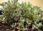 lilac Indoor Plants Oscularia succulent Photo