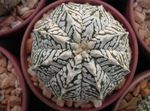 gulur inni plöntur Astrophytum eyðimörk kaktus mynd