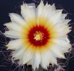 bílá Pokojové Rostliny Astrophytum pouštní kaktus fotografie