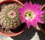 rózsaszín Szobanövények Astrophytum sivatagi kaktusz fénykép