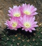 Photo Acanthocalycium Cactus Desert Cur síos