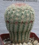 Fil Acanthocalycium Ödslig Kaktus beskrivning
