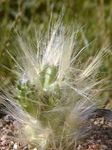 червоний Кімнатні Рослини Аустроціліндропунція пустельний кактус Фото