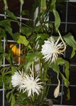 blanc des plantes en pot Cactus Sangle, Orchidée Cactus, Epiphyllum Photo