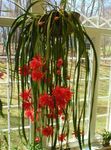 kırmızı Kapalı bitkiler Kayış Kaktüs, Orkide Kaktüs, Epiphyllum fotoğraf
