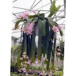 roze Kamerplanten Zon Cactus, Heliocereus foto