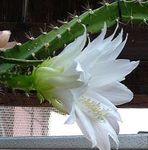wit Kamerplanten Zon Cactus, Heliocereus foto